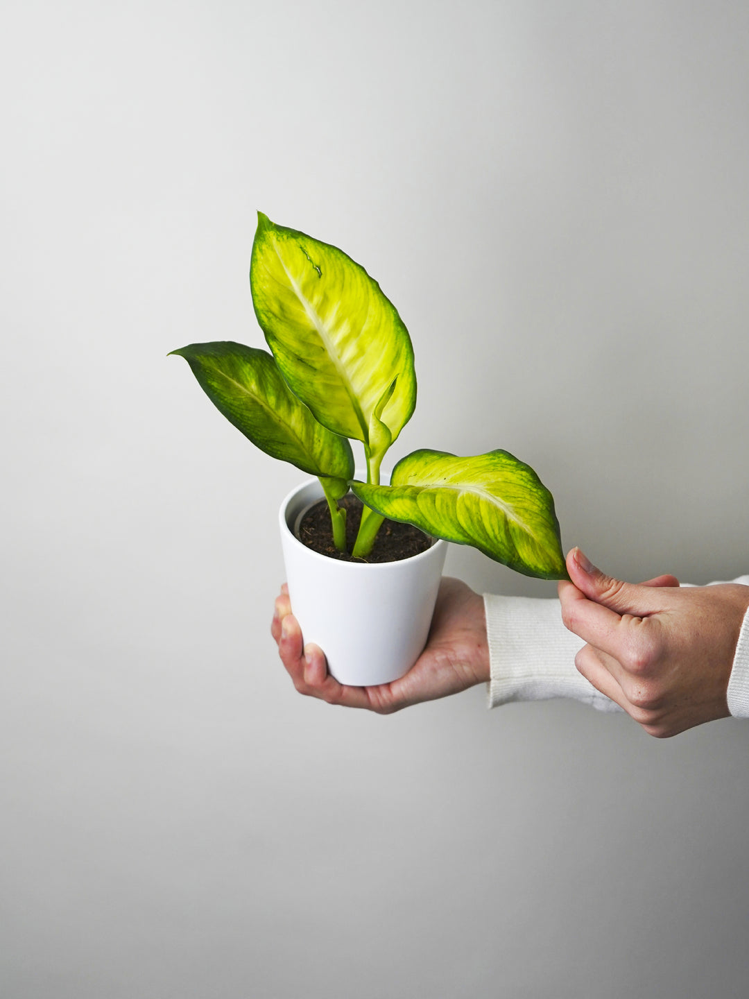 dieffenbachia compacta cuidados Dieffenbachia Compacta | Mini Plantas