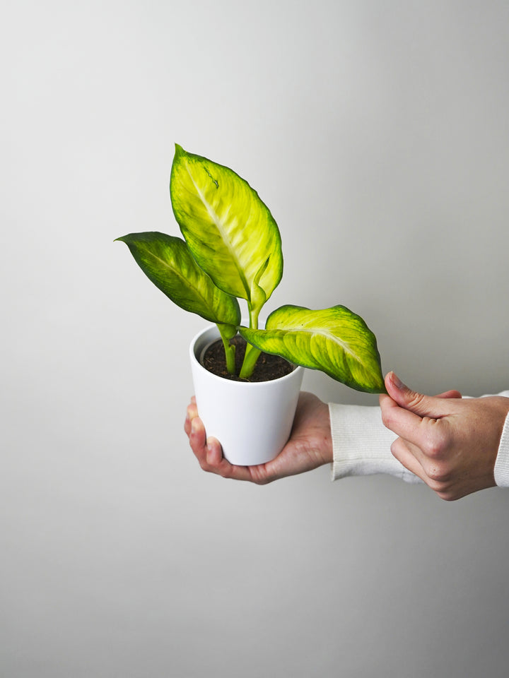 Mini Dieffenbachia