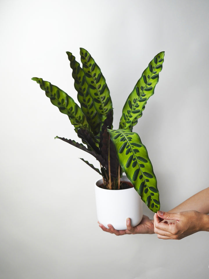 Calathea Lancifolia