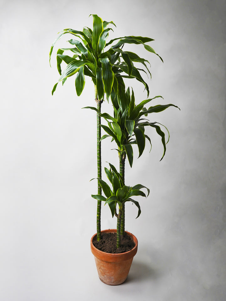 Dracaena Dorado Grande