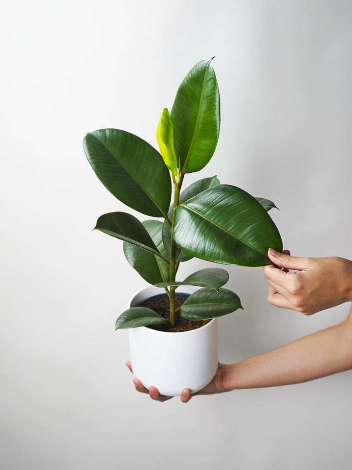 Ficus Robusta o Árbol del Caucho