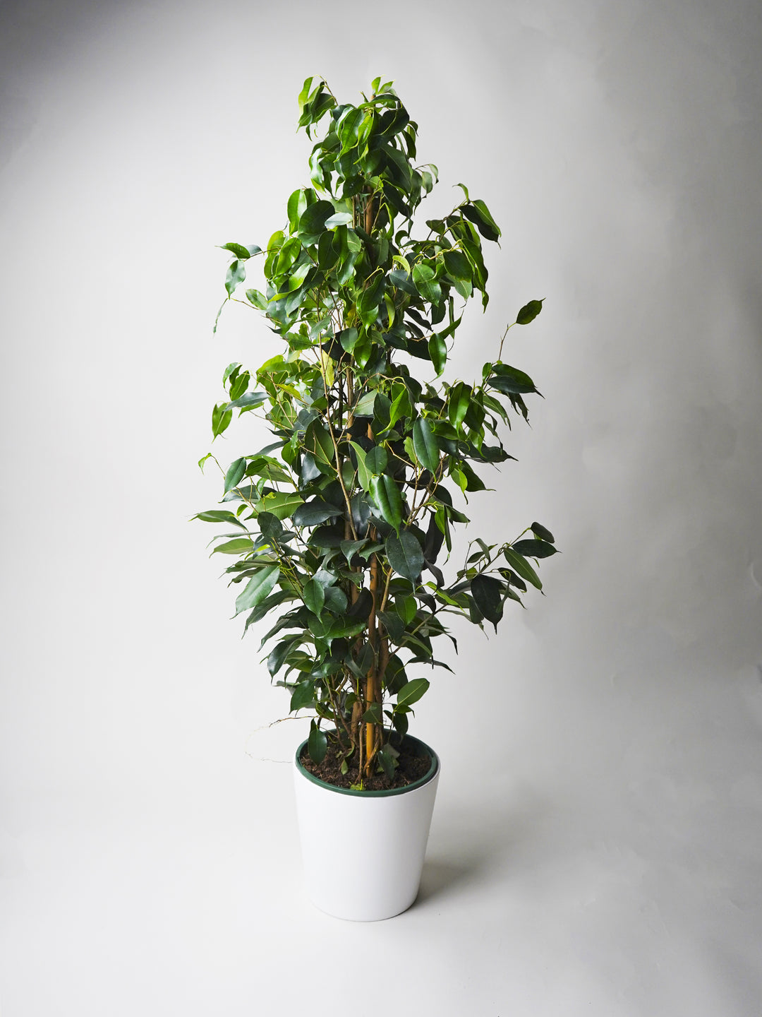 Ficus Benjamina Danielle Grande