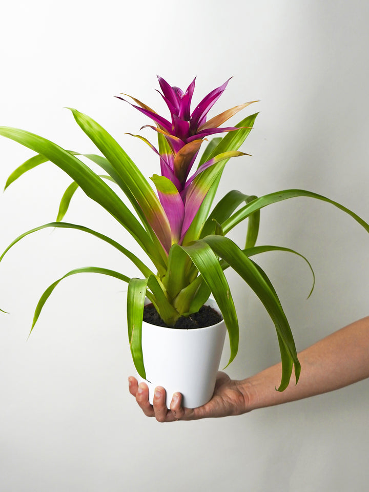 Bromelia o Guzmanía