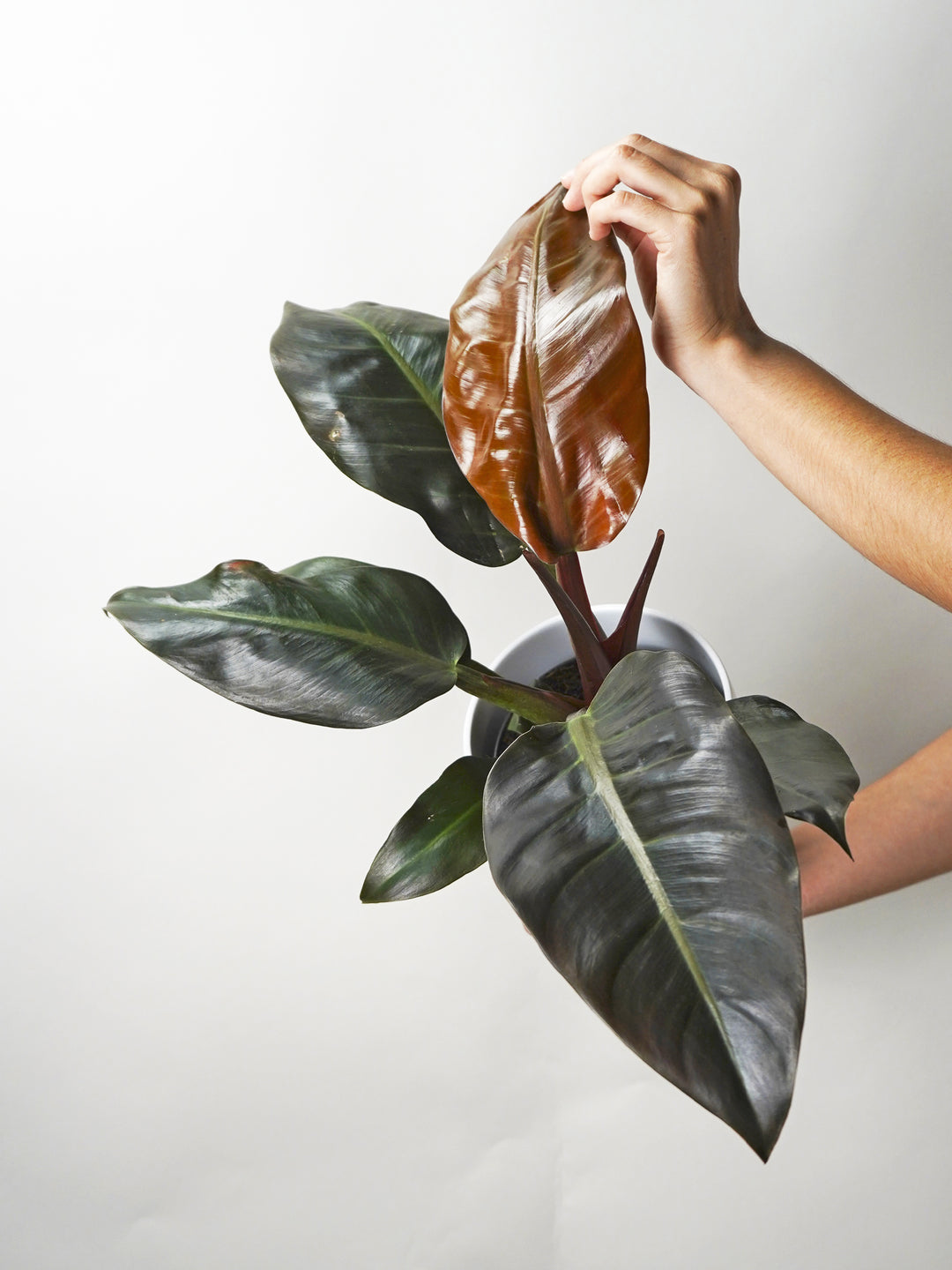 Philodendron Imperial Vermelho