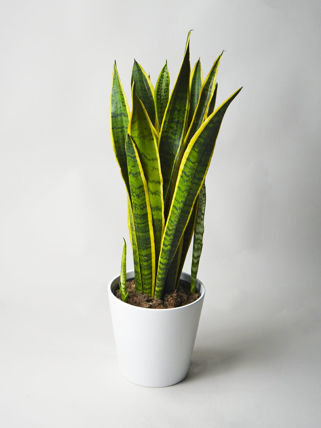 Sansevieria Laurentii o Lengua de Suegra