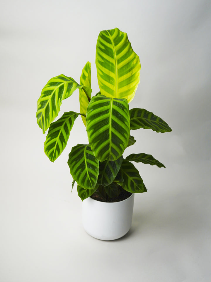 Calathea Zebrina