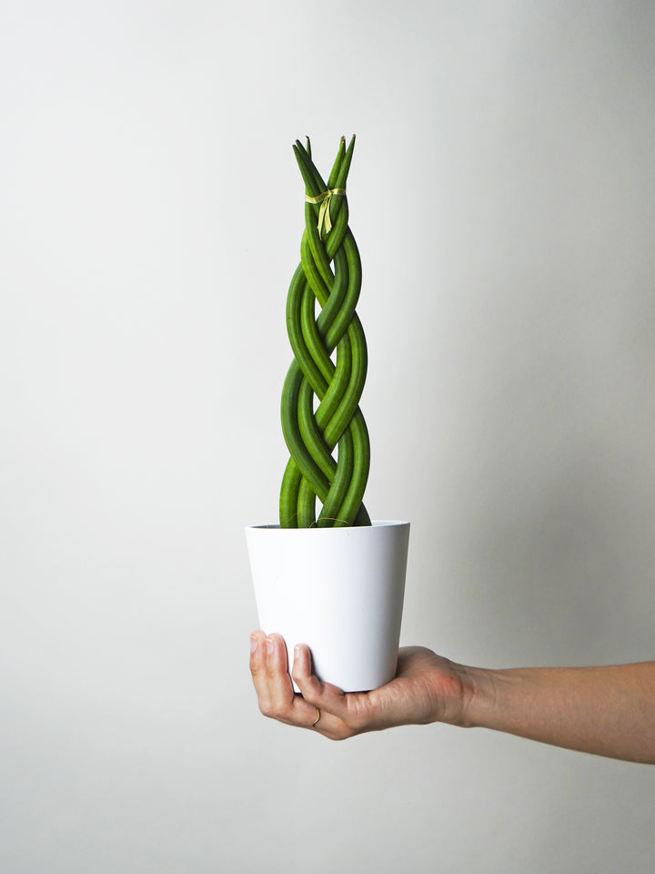 Sansevieria Cylindrica Trançada