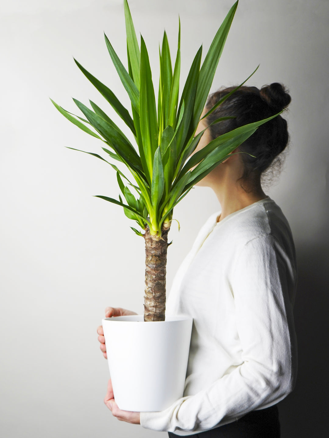 elephant foot plant indoor Yucca | Elephant's Foot | Plants delivered to your home
