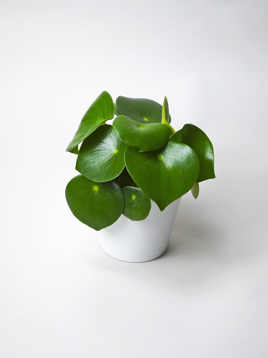 Peperomia Raindrop