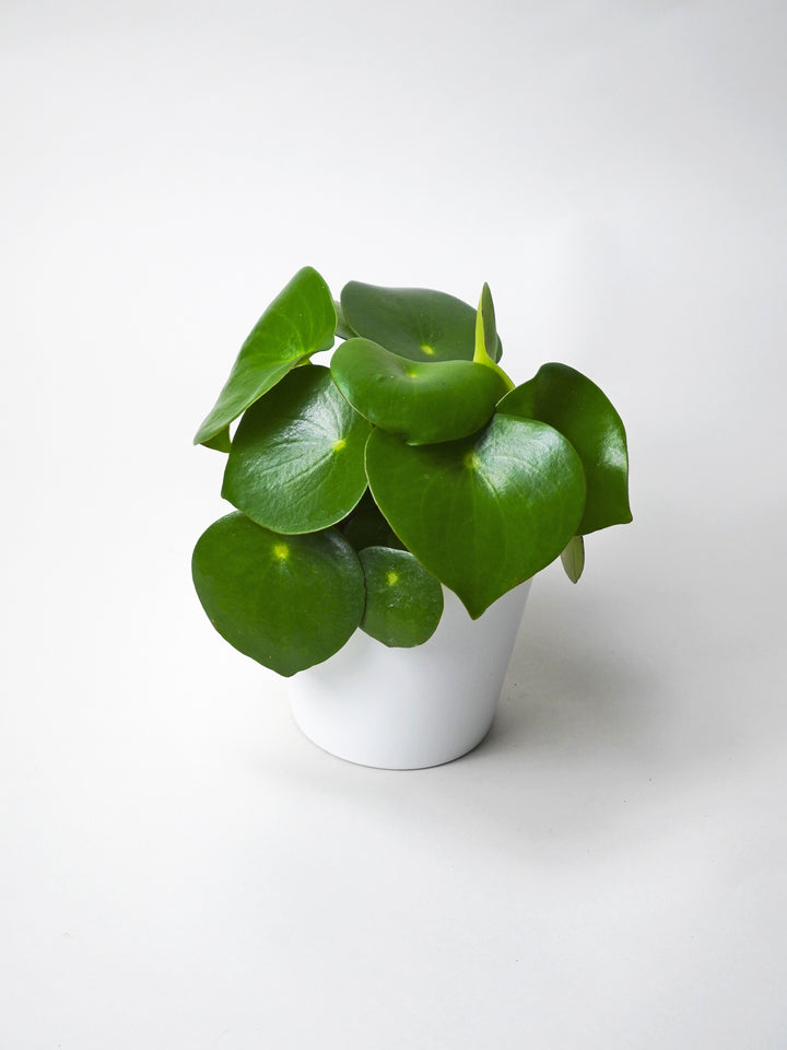 Peperomia Raindrop