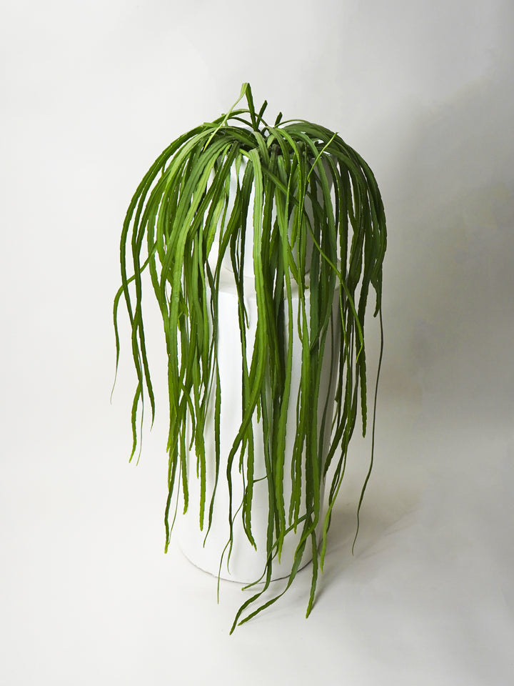 Mini Piper Peperomia