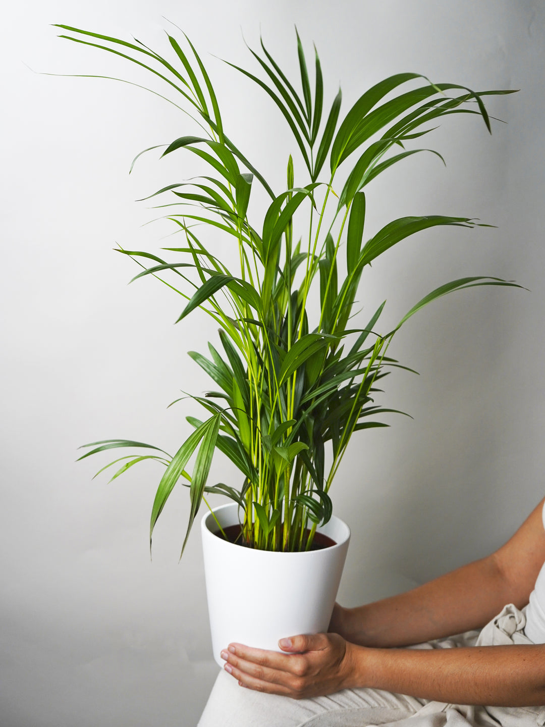 Palmera Dypsis o Areca