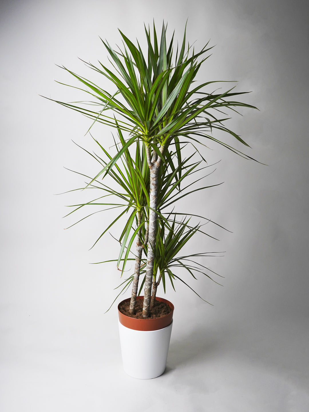 Dracaena Marginata