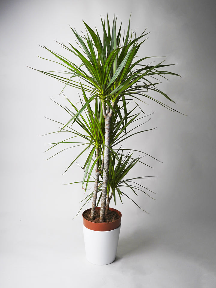 Dracaena Marginata