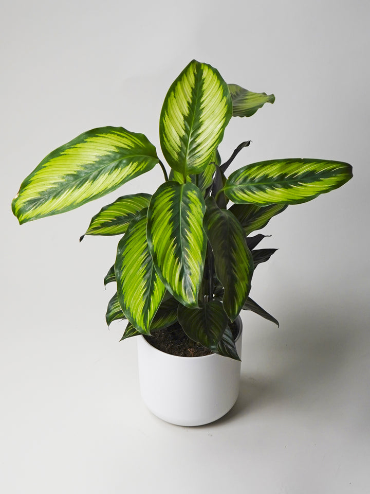 Estrela da beleza de Calathea