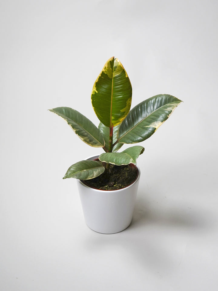 Ficus Tineke