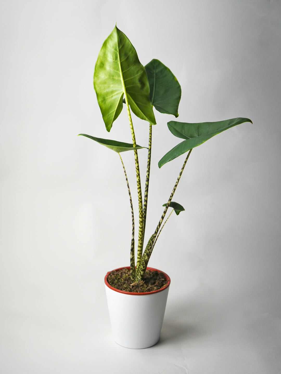 Alocasia Zebrina