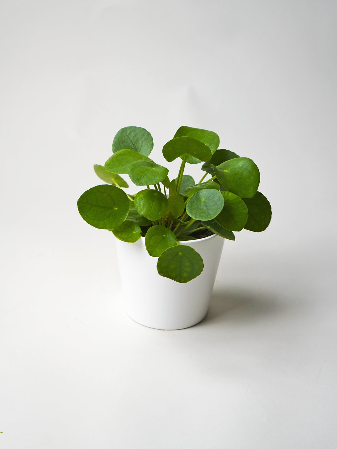 Planta do dinheiro ou Pilea Peperomioides