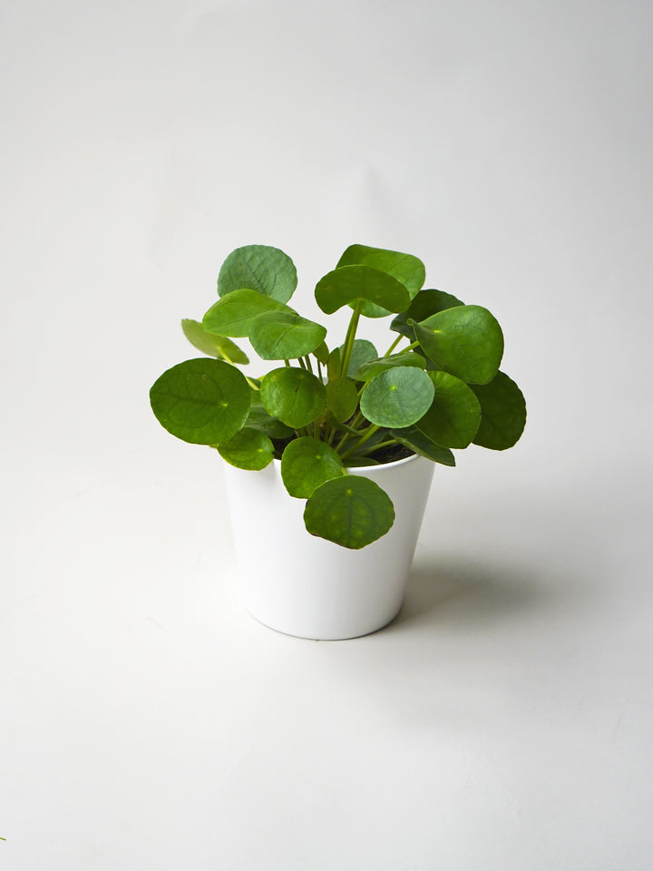 Planta del dinero o Pilea Peperomioides