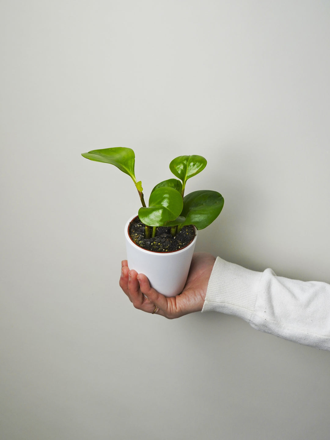 Mini Peperomia