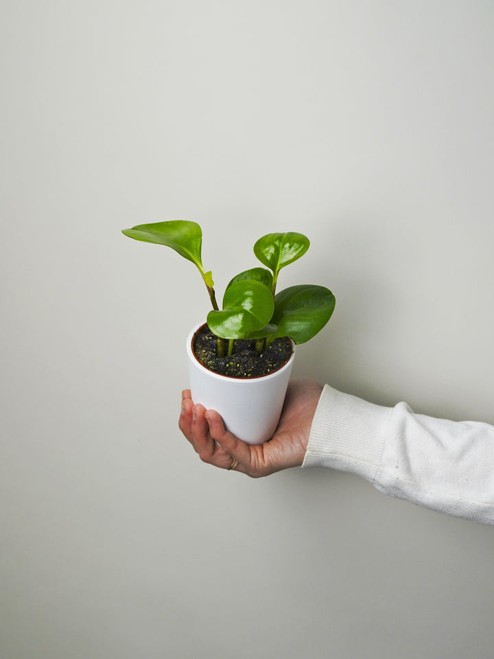 mini peperomia