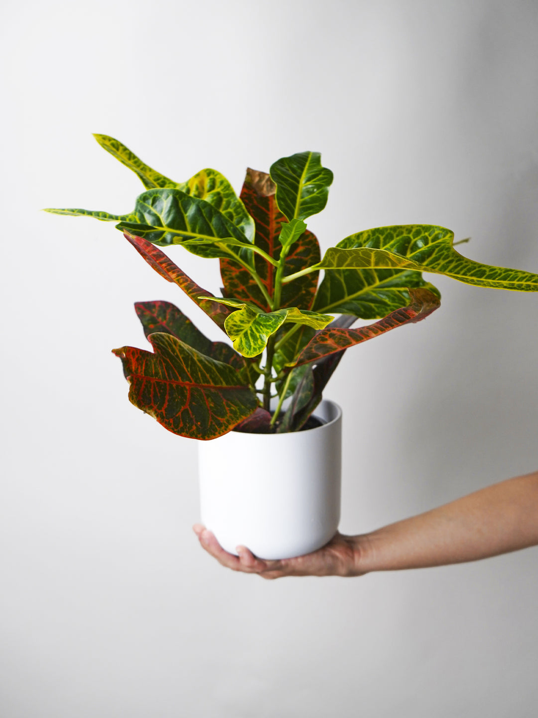 Croton Excelente