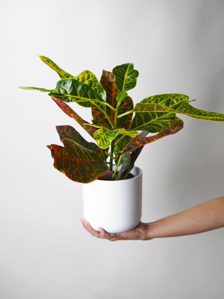 Croton Excelente