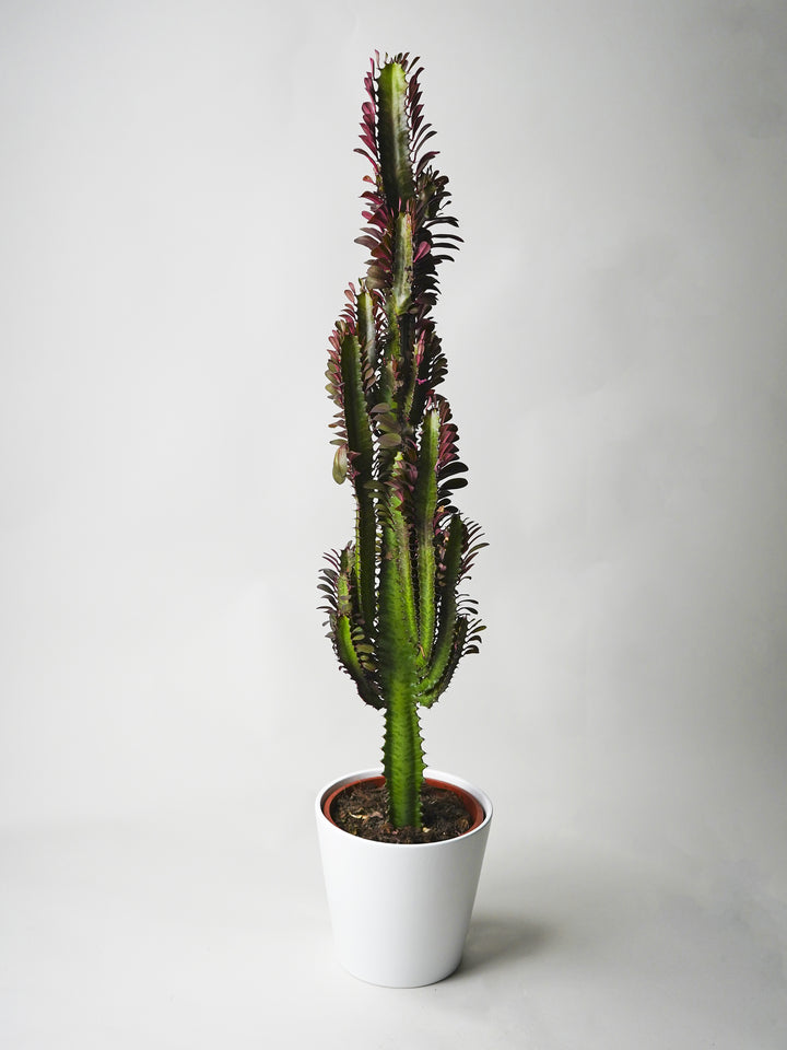 Euphorbia Trigona