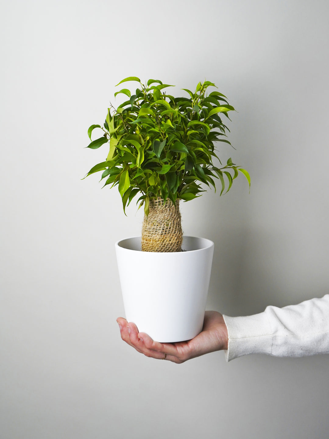 Ficus Benjamina