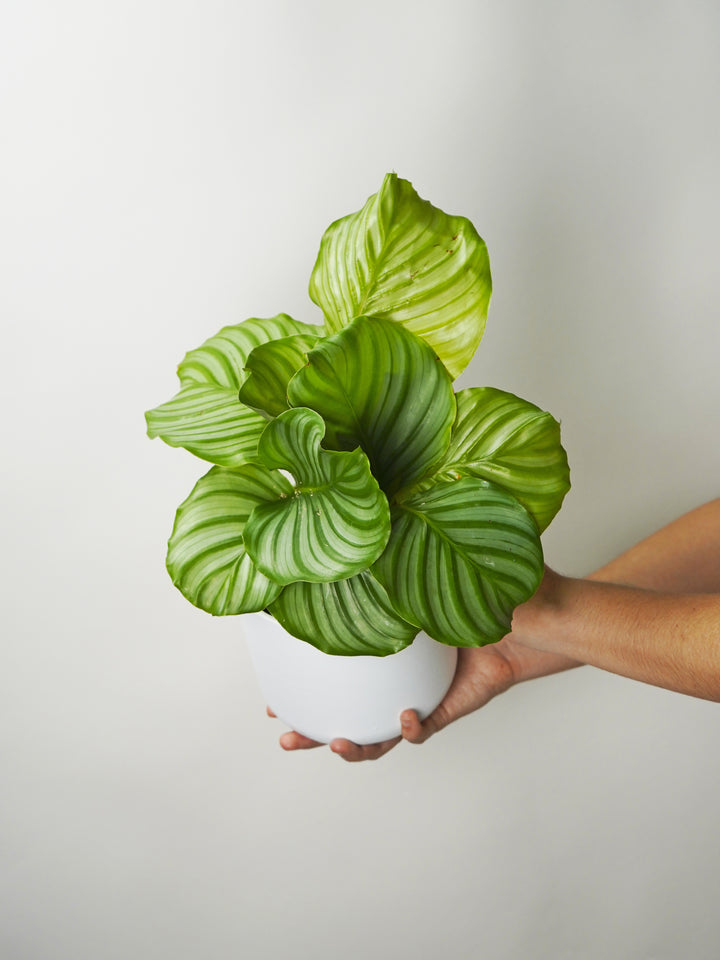 Calathea Orbifolia