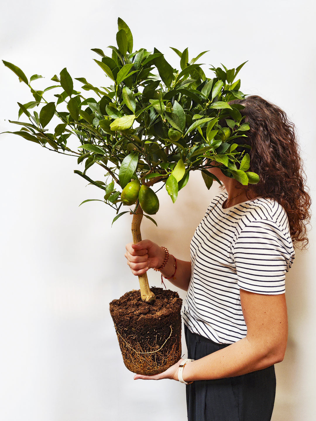 Limonero Citrofortunella