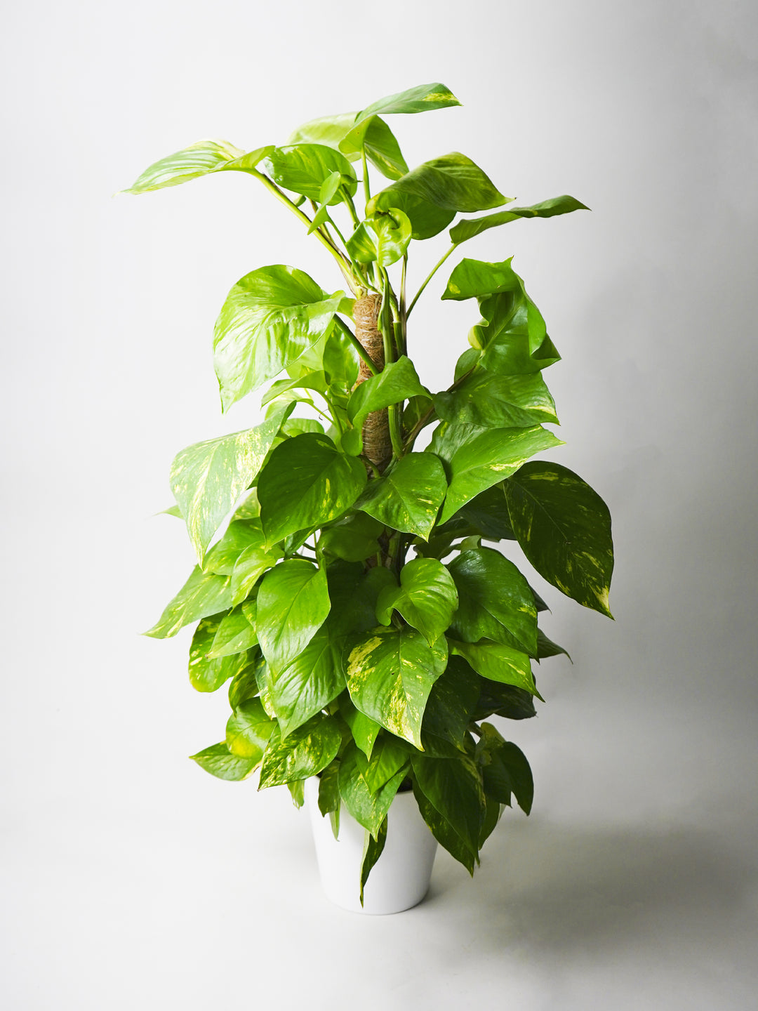 pothos planta Pothos Mosstok | Plants at Home | Potus