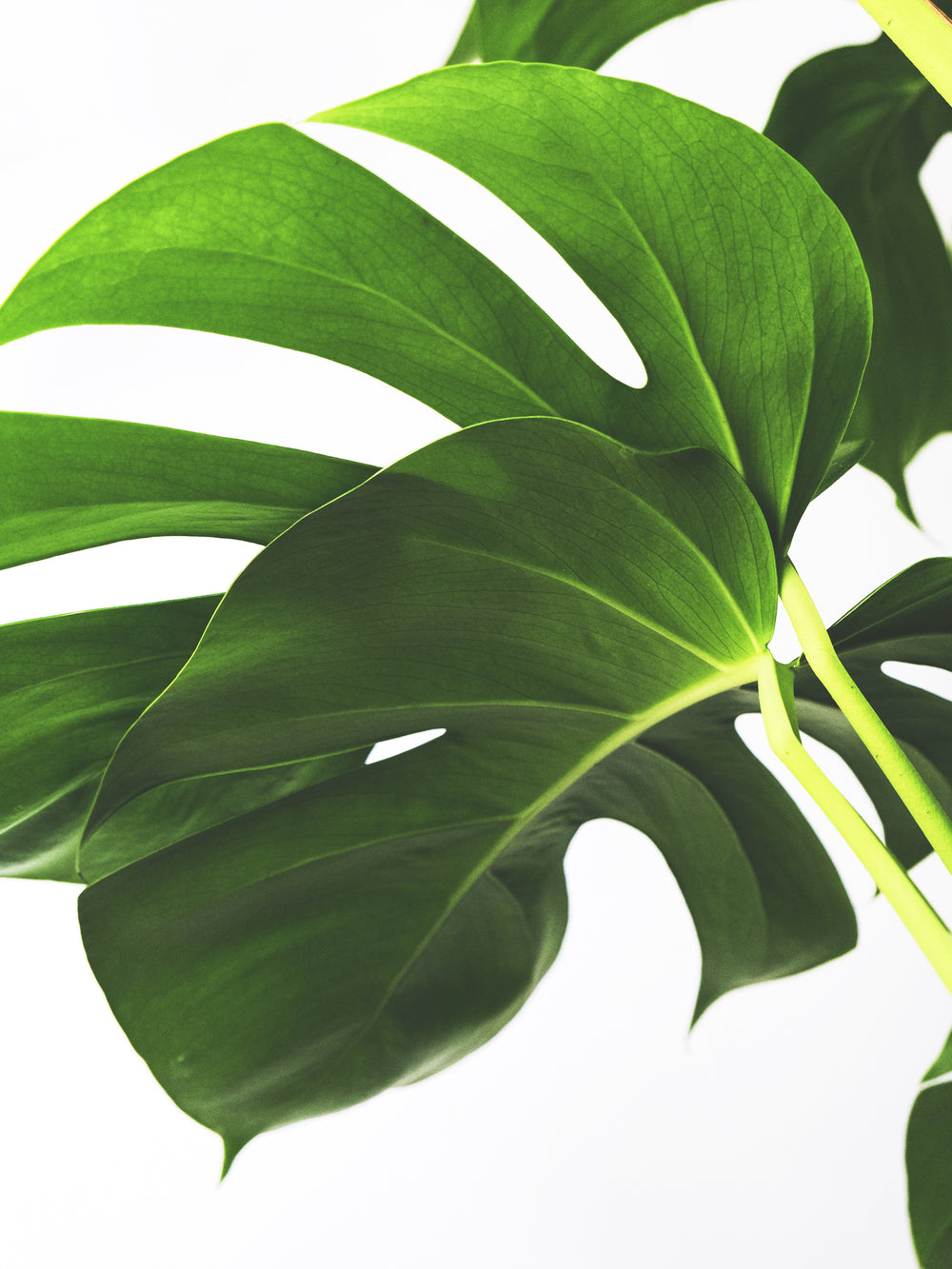 tutor monstera deliciosa Monstera Deliciosa with Stake | Large | Adam's Rib