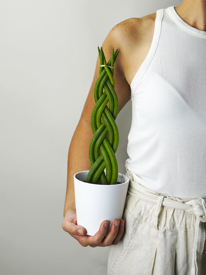 Sansevieria Cylindrica Trançada