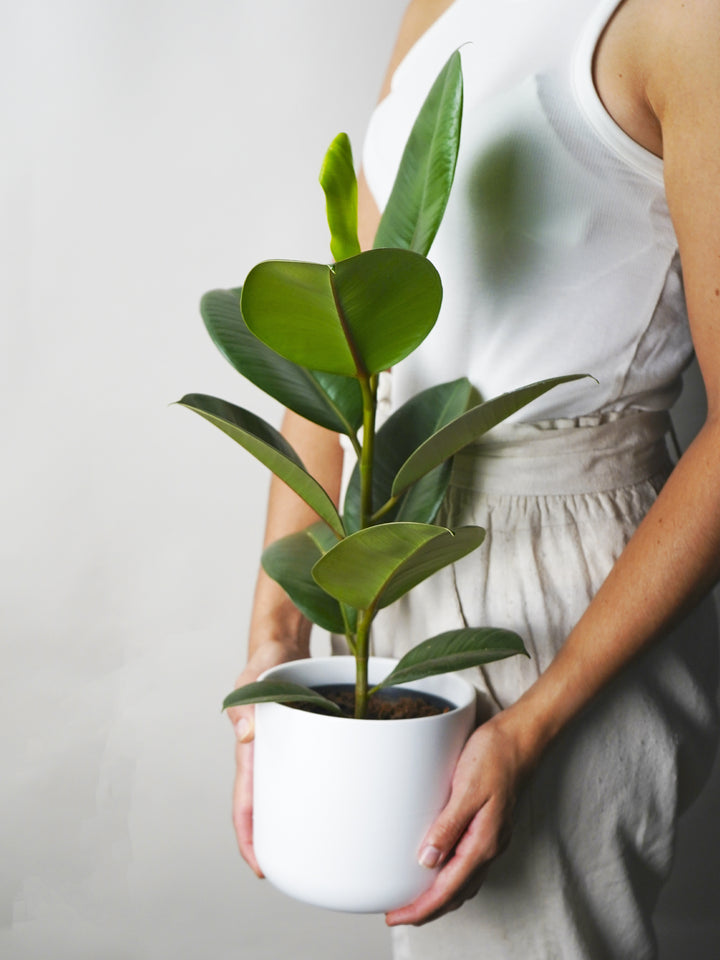 Ficus Robusta o Árbol del Caucho