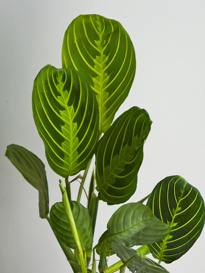 Maranta Lemon Lime