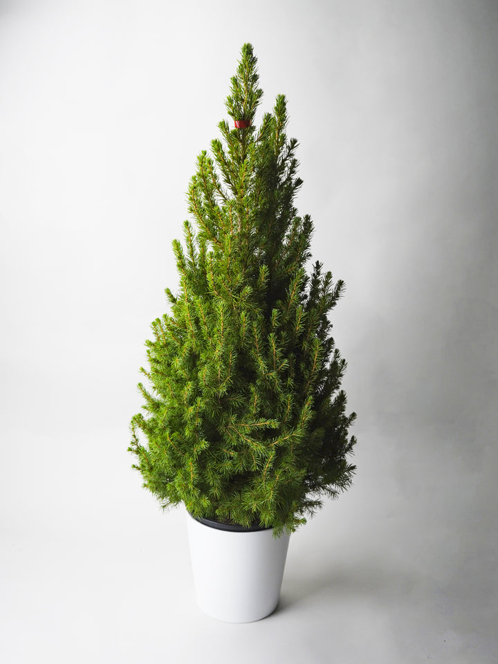 Christmas Pine Picea Glauca