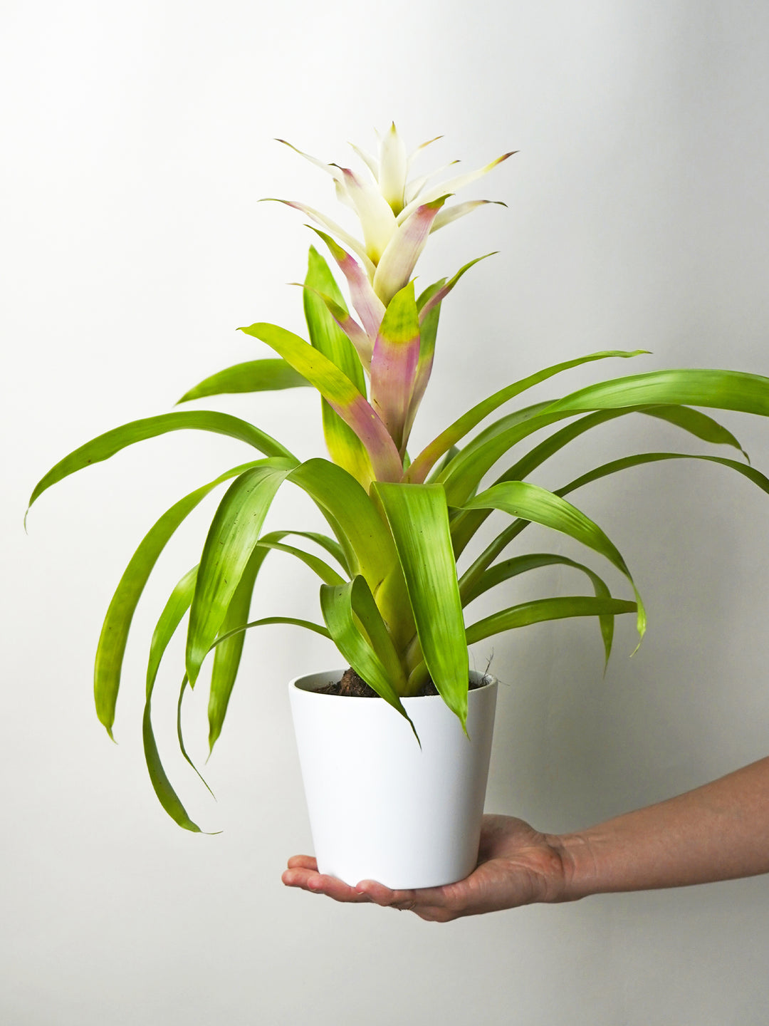 Bromelia o Guzmanía