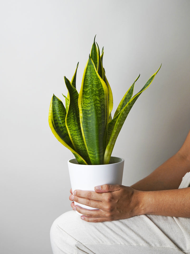 Sansevieria Futura Superba 