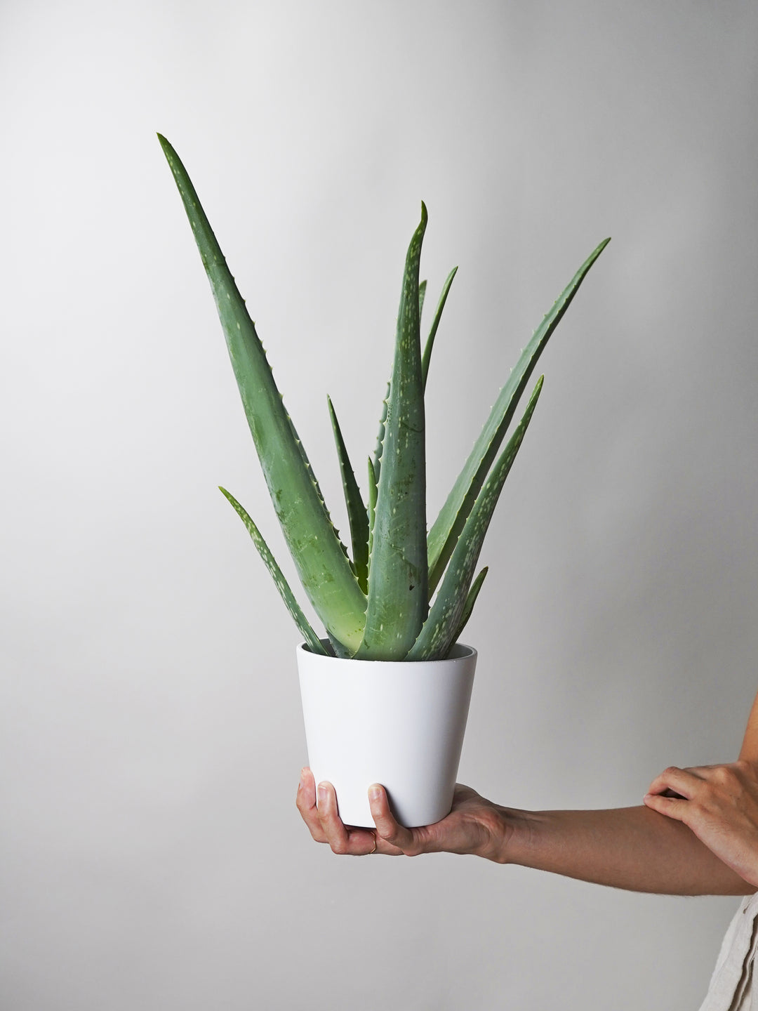 Aloe Vera o Sábila