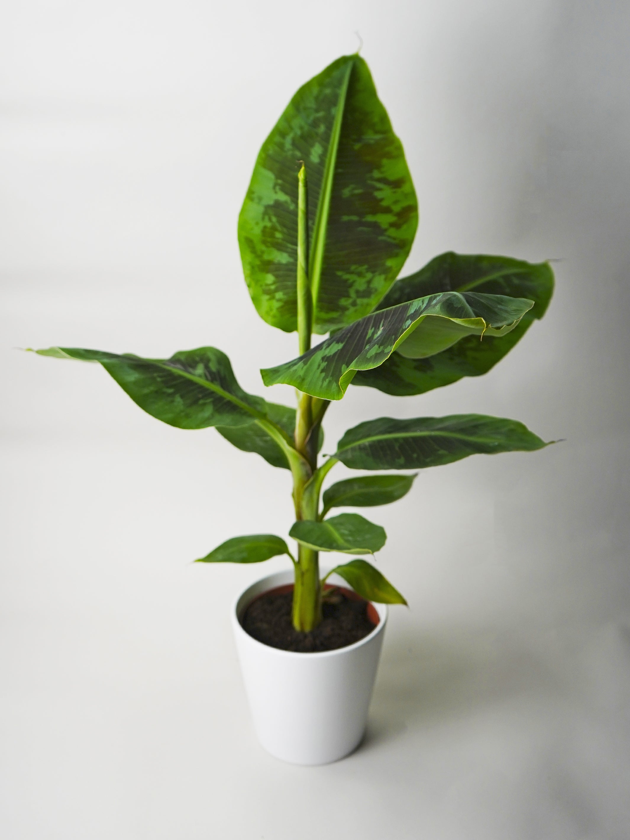 Banana tree | Musa | Indoor plant | Outdoor plant | Home plant | nāu ...