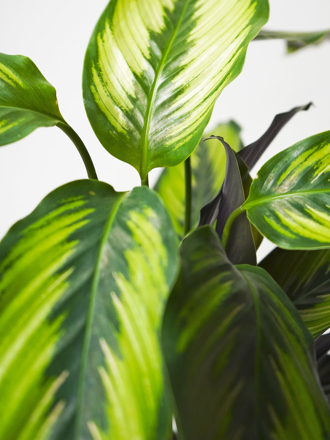 Estrela da beleza de Calathea