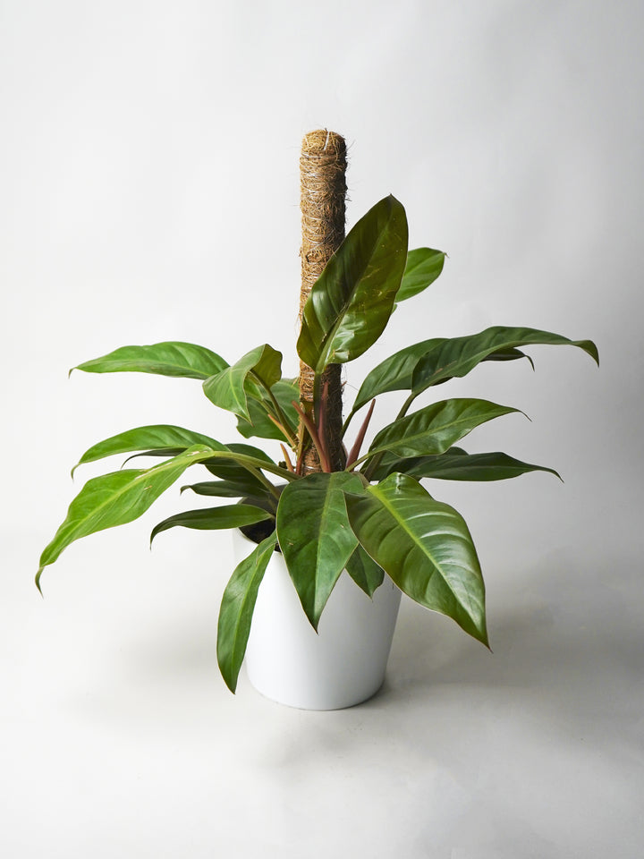 Philodendron Imperial Vermelho