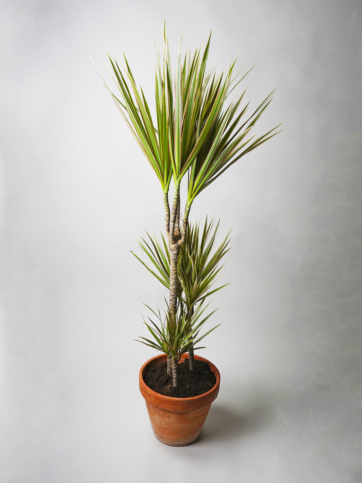 Dracaena Marginata