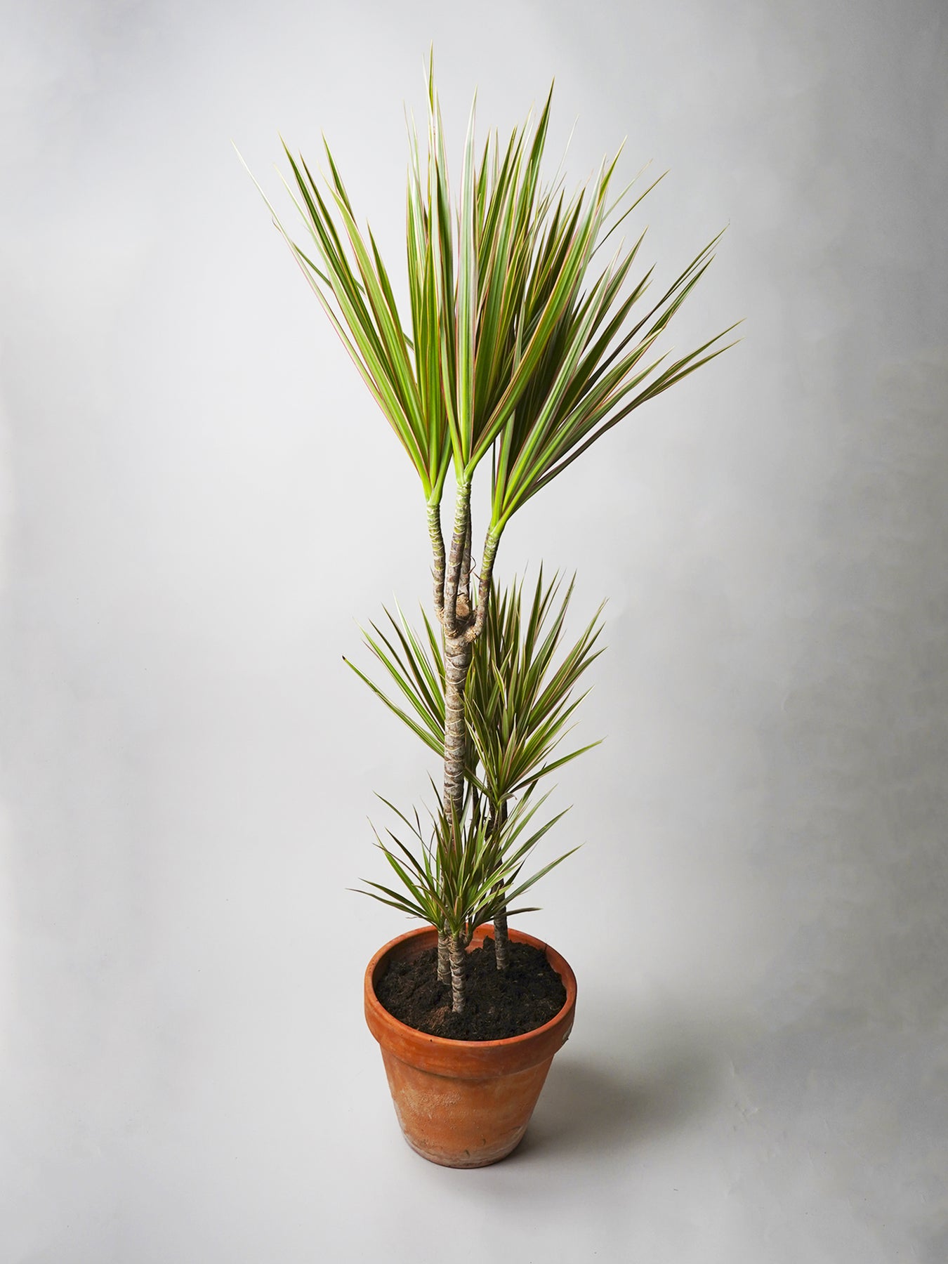 como cuidar la dracaena marginata Dracaena Marginata | Plantas a domicilio