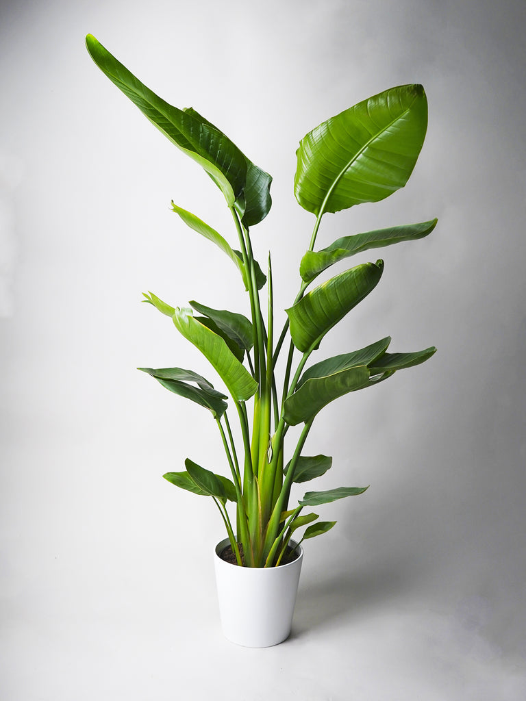 Buy a bird of paradise 🌿 + 1 free SURPRISE plant! – nāu green