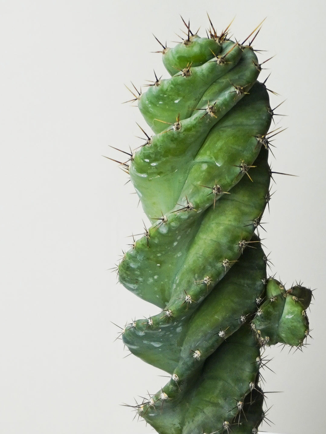 Cactus Cereus Spiralis