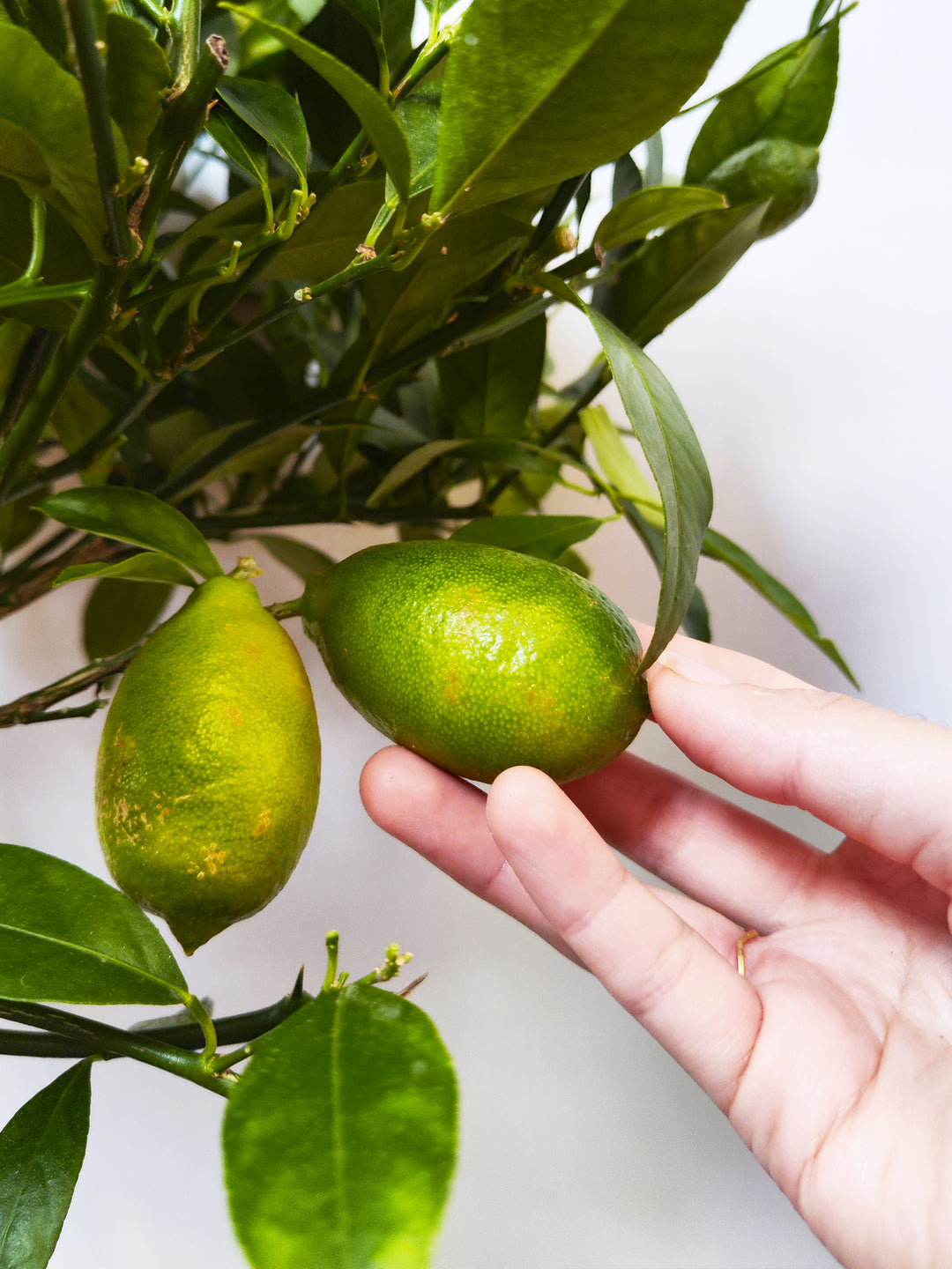 Limonero Citrofortunella