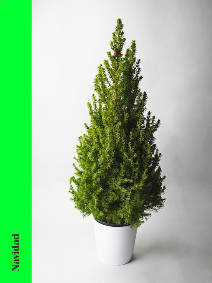 Christmas Pine Picea Glauca