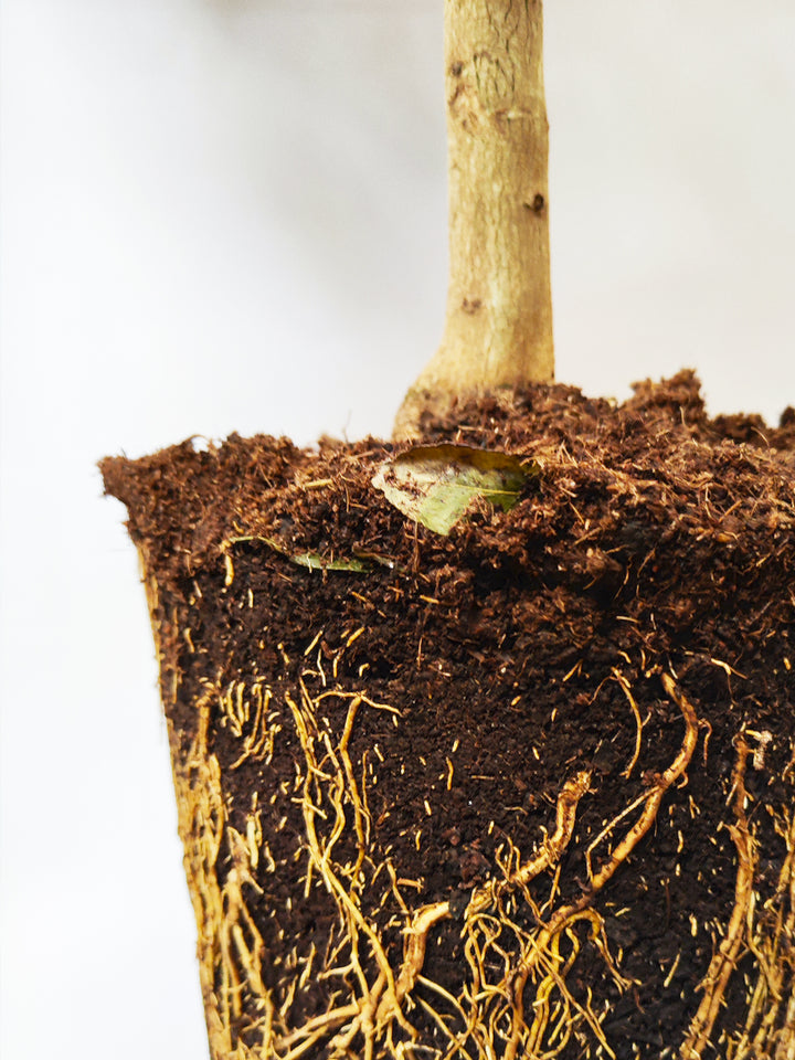 Limonero Citrofortunella